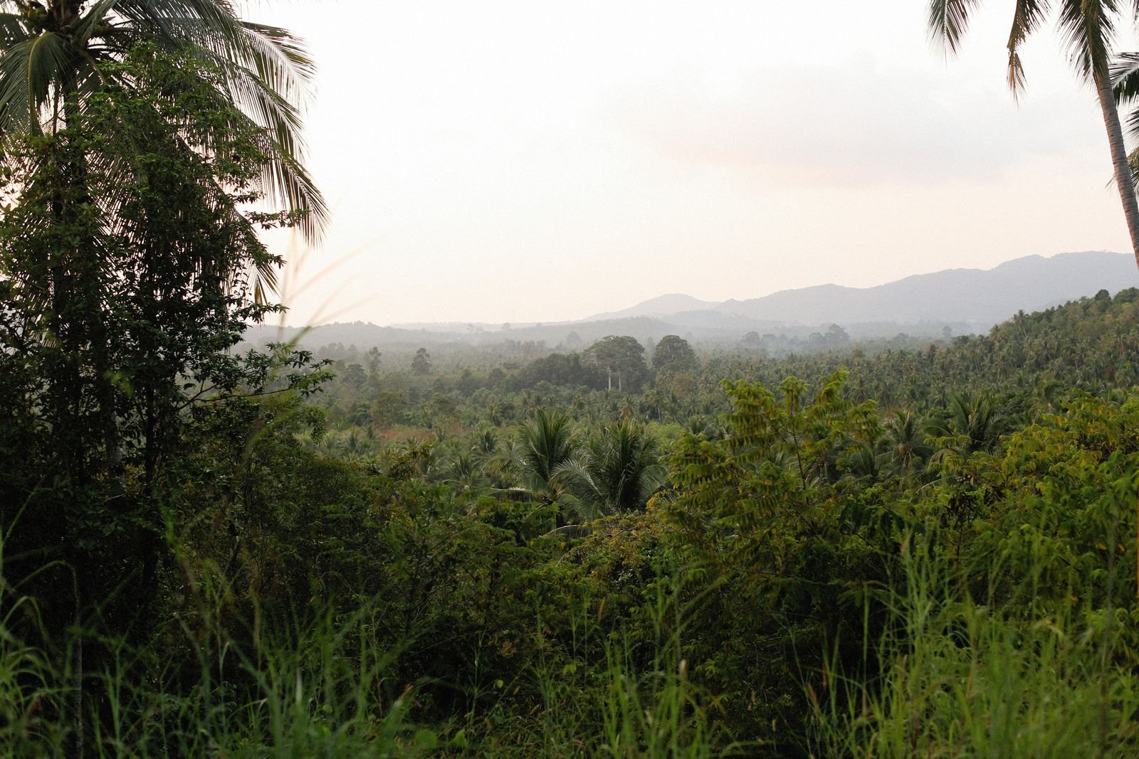 Green tropical hills and palm trees under a soft morning sky