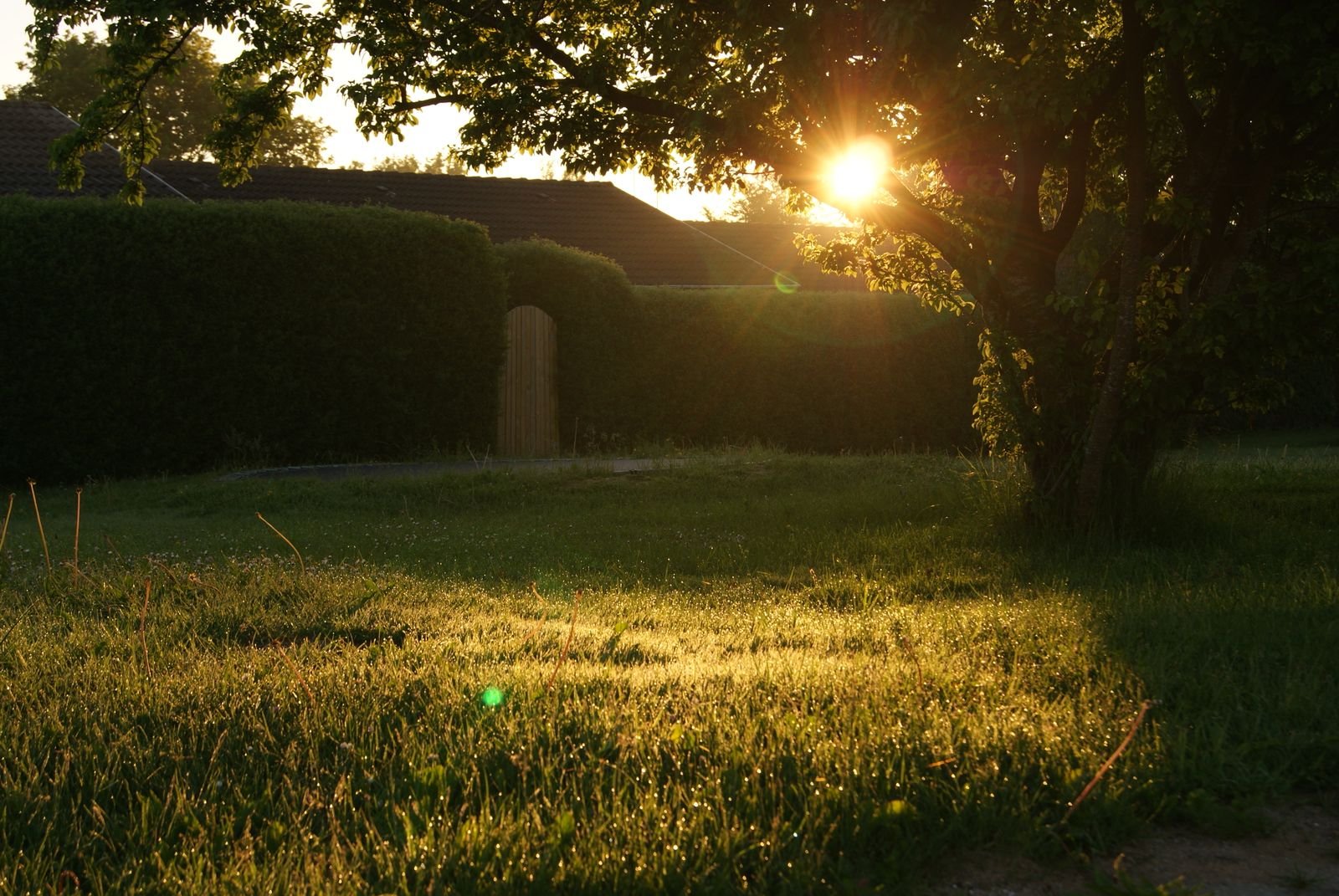Early morning sunlight shining through trees onto a quiet green lawn