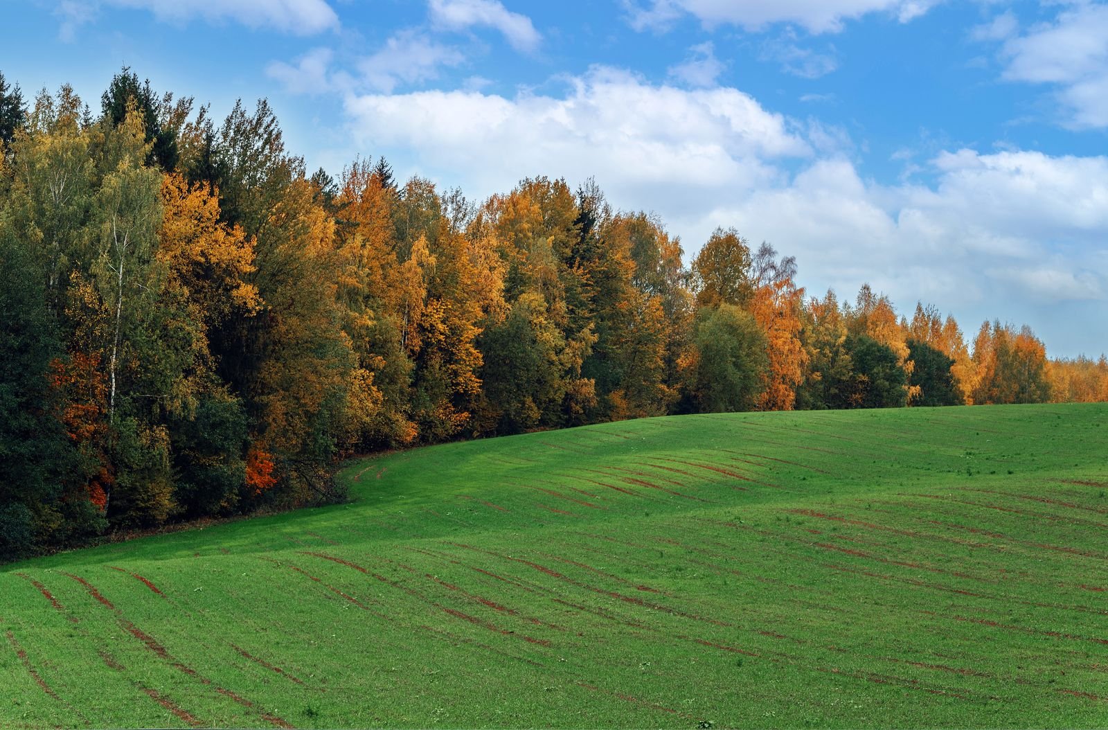 Autumn trees in orange and green beside an open grassy field