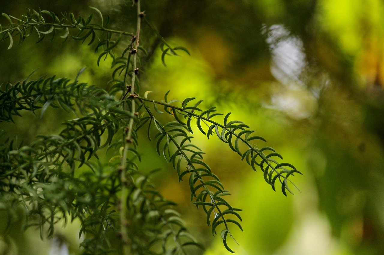 Gewürze für die ayurvedische Küche: Ingwer, Kurkuma, Kreuzkümmel