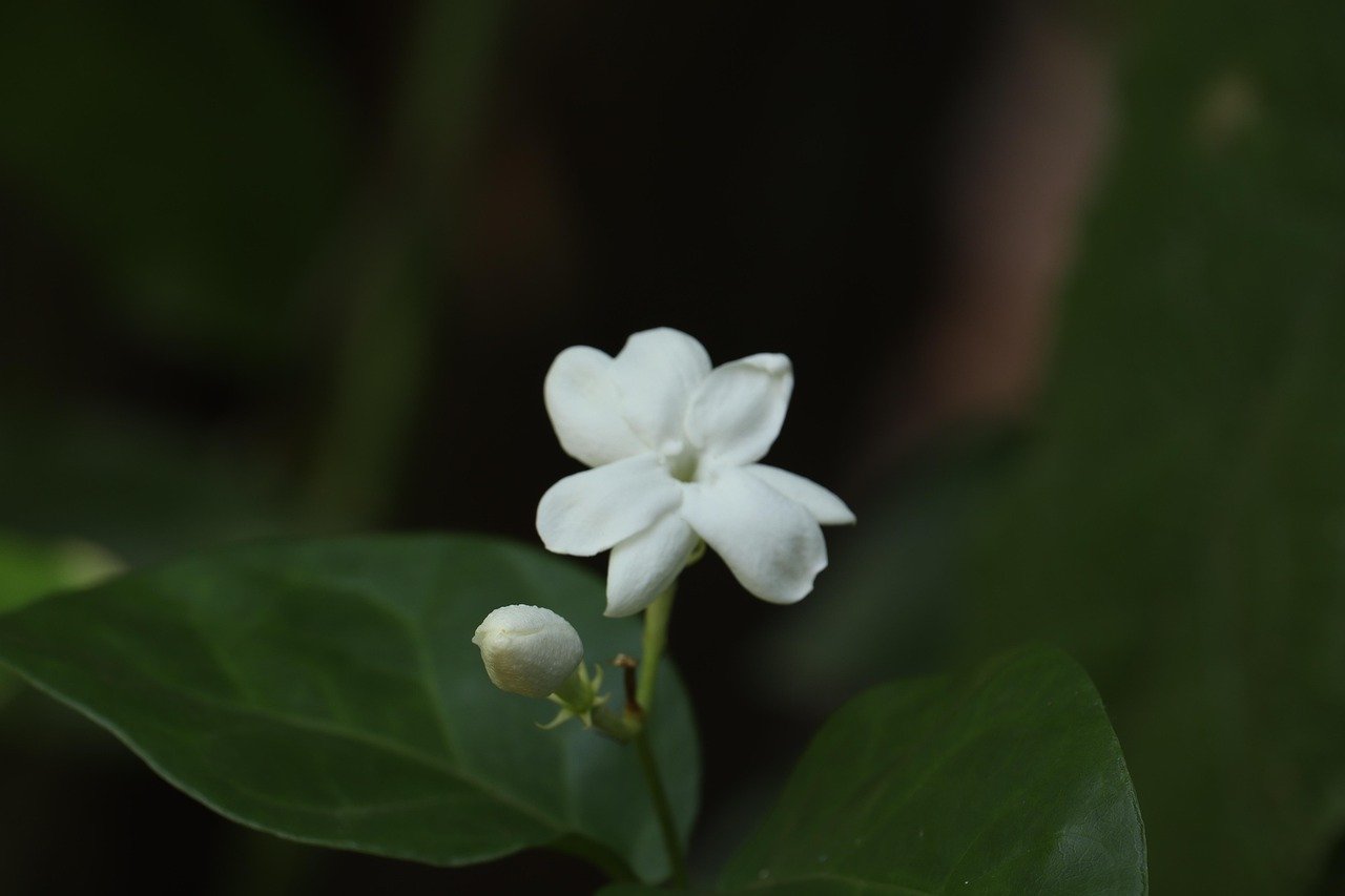 Ayurvedische Kräuteröle und Schalen