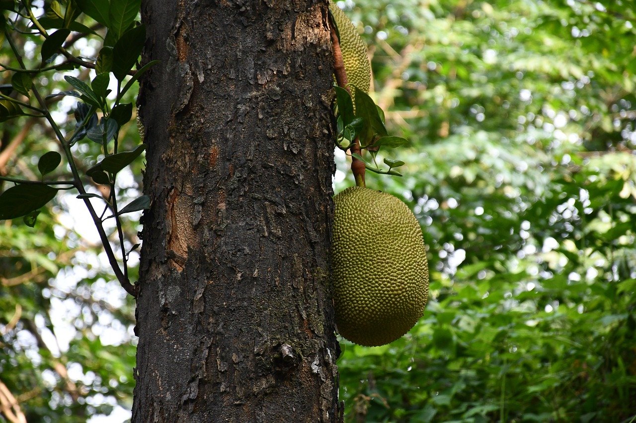 Yoga am Morgen in einem Keralaresort