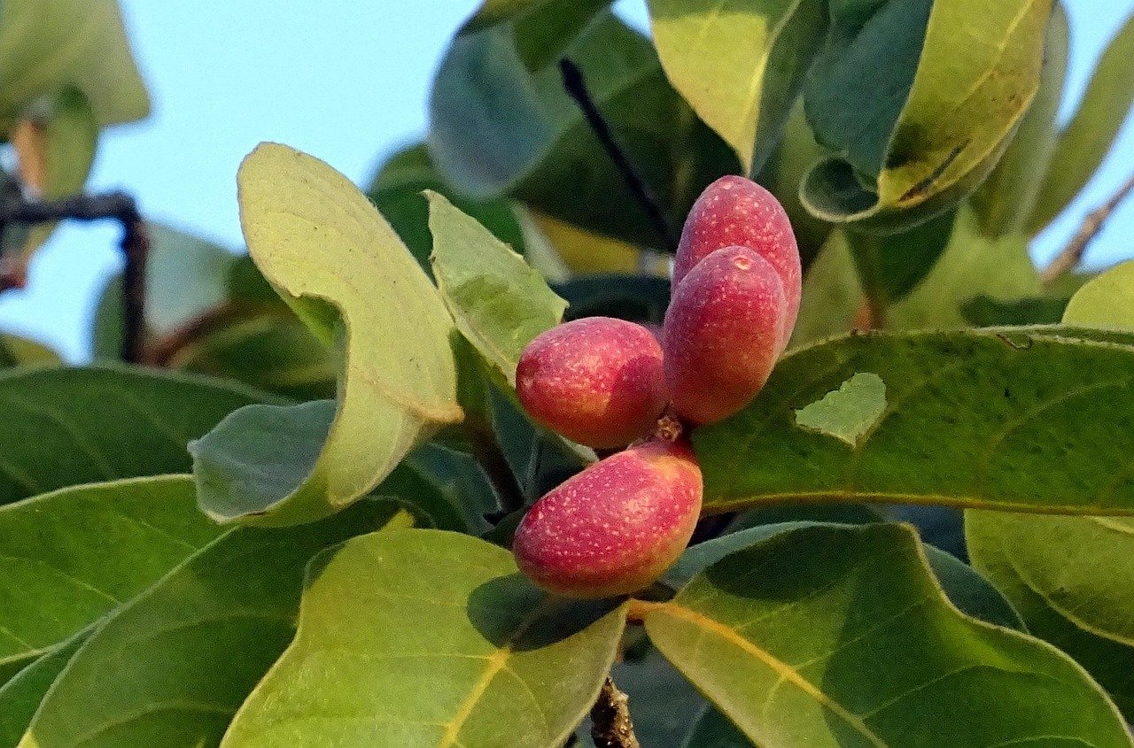 Ruhige Landschaft in Kerala mit Kokospalmen und Ayurveda-Garten